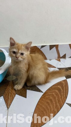 Pure persian cat